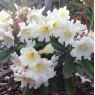 Rhododendron Ted's Cream Cracker