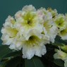Rhododendron Jessica de Rothschild