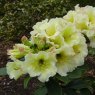 Rhododendron Jessica de Rothschild