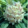 Rhododendron ungernii Rachel Foster