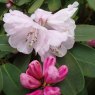 Rhododendron oreodoxa var. oreodoxa