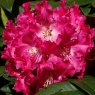 Rhododendron Nofretete