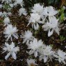 Deciduous Azalea canadense 'album'