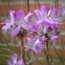 Deciduous Azalea canadense 'Dark form'