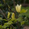 Magnolia Golden Pond
