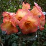 Rhododendron citriniflorum var. horaeum F21850