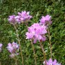 Deciduous Azalea canadense 'Dark form'