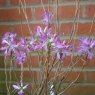 Deciduous Azalea canadense 'Dark form'