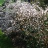 Evergreen Azalea serpyllifolium albiflorum