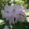 Rhododendron adenosum
