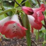 Rhododendron cerasinum 'Cherry Brandy'