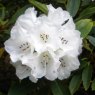 Rhododendron faberi 'Mount Omei'