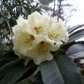Rhododendron lacteum 'Corsock'