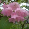 Rhododendron orbiculare (Hydon BH1786) AGM