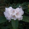 Rhododendron phaeochrysum phaeochrysum