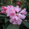 Rhododendron pingianum EGM304