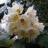 Rhododendron wightii