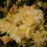 Deciduous Azalea Cannon's Double  AGM