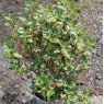 Dwarf Rhododendron anthopogon 'Betty Graham'