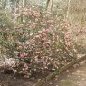 Dwarf Rhododendron Seta