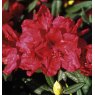 Rhododendron Jubilee