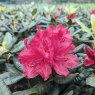 Rhododendron Jubilee