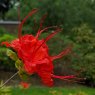 Deciduous Azalea prunifolium 'Ted's Red'