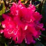 Rhododendron Nobleanum Red