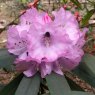Rhododendron anthosphaerum (Lidiping 3250m)