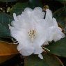 Rhododendron bureavii   'Corrour'  AGM