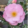 Camellia japonica 'Nicky Crisp'