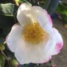 Camellia sasanqua Paradise Vanessa
