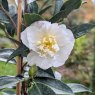 Camellia sasanqua 'Paradise Vanessa'