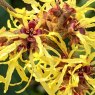 Hamamelis intermedia Pallida  AGM