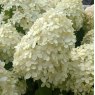 Hydrangea paniculata Limelight  AGM