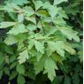Acer griseum  AGM