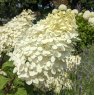 Hydrangea paniculata Phantom  AGM