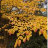 Parrotia perscia Persian Spire