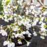 Prunus incisa Kojo no Mai  AGM