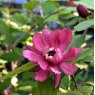 Calycanthus Hartlage Wine  AGM