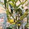 Mahonia eurybracteata Sweet Winter