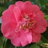Camellia japonica R.L. Wheeler AGM
