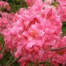 Deciduous Azalea Charlotte Megan