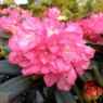 Rhododendron Anuschka STANDARD