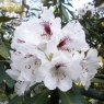 Rhododendron galactinum 'Galacticus'