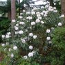 Rhododendron galactinum 'Galacticus'