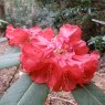 Rhododendron meddianum atrokermesinum F26495