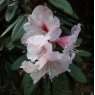 Rhododendron recurvoides (King & Paton form)