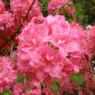 Deciduous Azalea Charlotte Megan