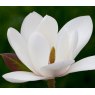 Magnolia Joli Pompom - Large Specimen